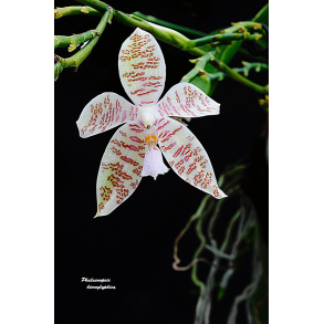 Phalaenopsis hieroglyphica