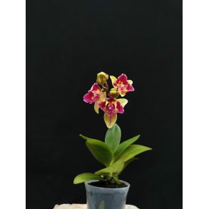 Phalaenopsis Little Lady