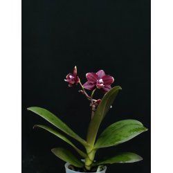 Phalaenopsis Little Lady