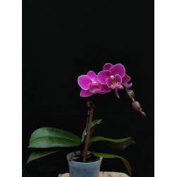 Phalaenopsis Little Lady