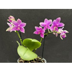 Phalaenopsis Love Potion