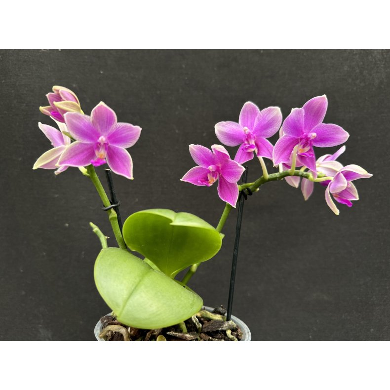 Phalaenopsis Love Potion