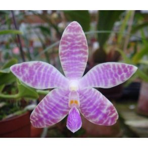 Phalaenopsis lueddemaniana