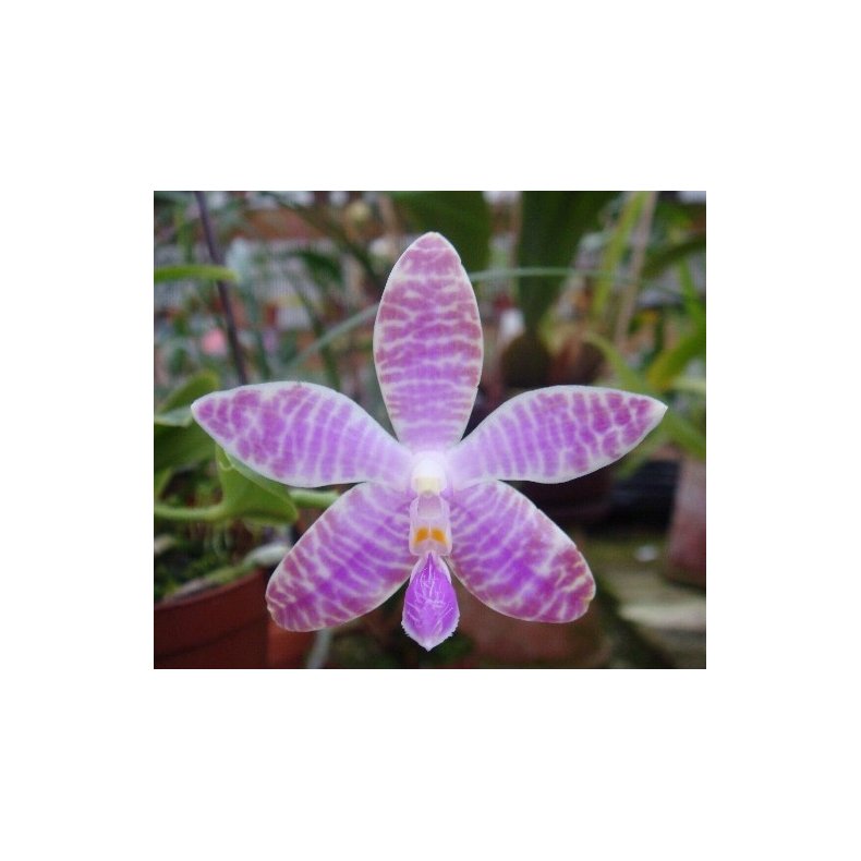 Phalaenopsis lueddemaniana