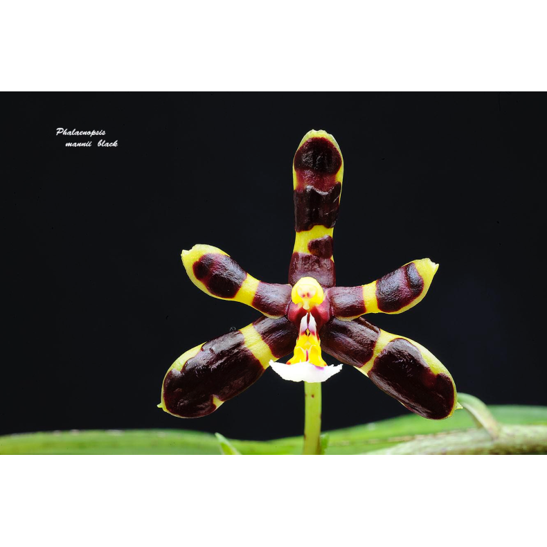 Phalaenopsis mannii