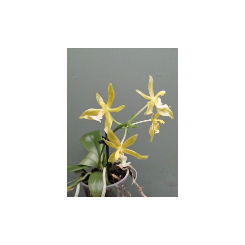 Phalaenopsis mannii var. flava