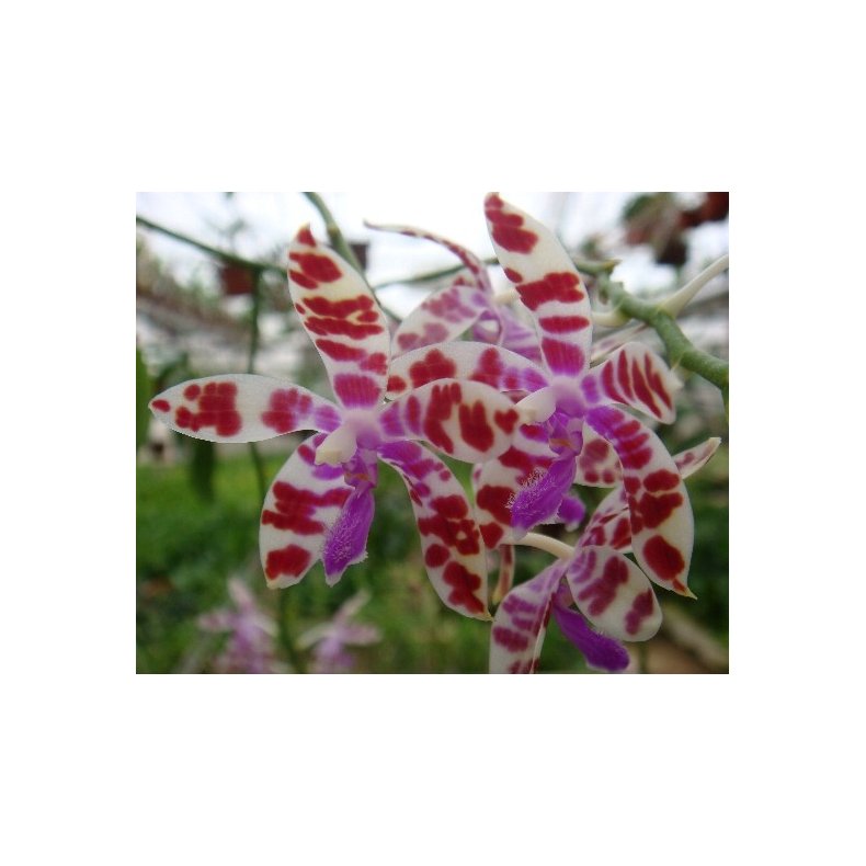 Phalaenopsis mariae