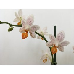 Phalaenopsis Mini Mark
