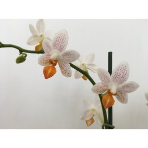 Phalaenopsis Mini Mark