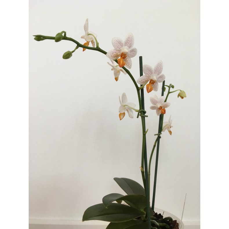 Phalaenopsis Mini Mark