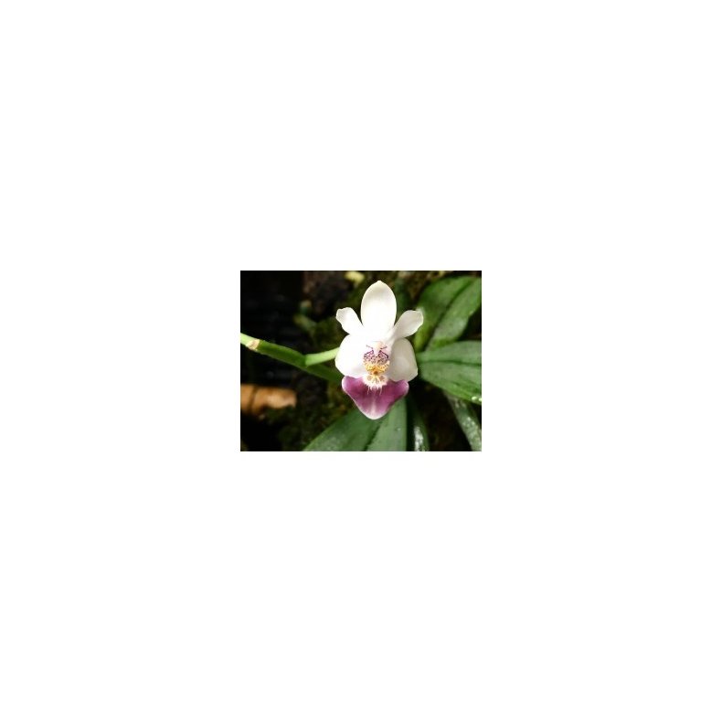 Phalaenopsis parishii
