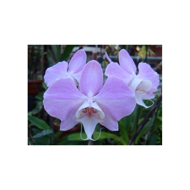Phalaenopsis sanderiana