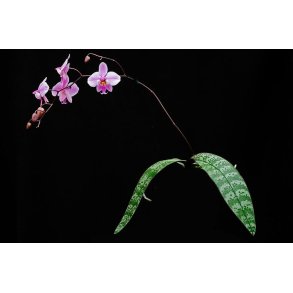 Phalaenopsis schilleriana