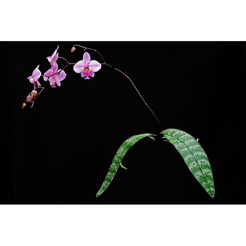 Phalaenopsis schilleriana