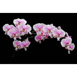 Phalaenopsis schilleriana