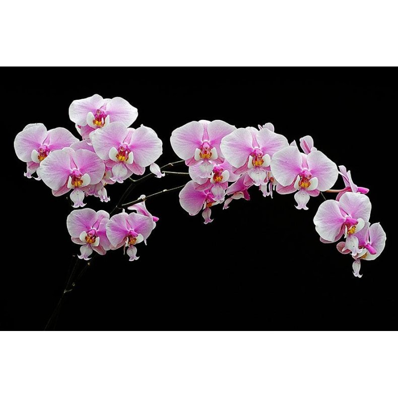 Phalaenopsis schilleriana