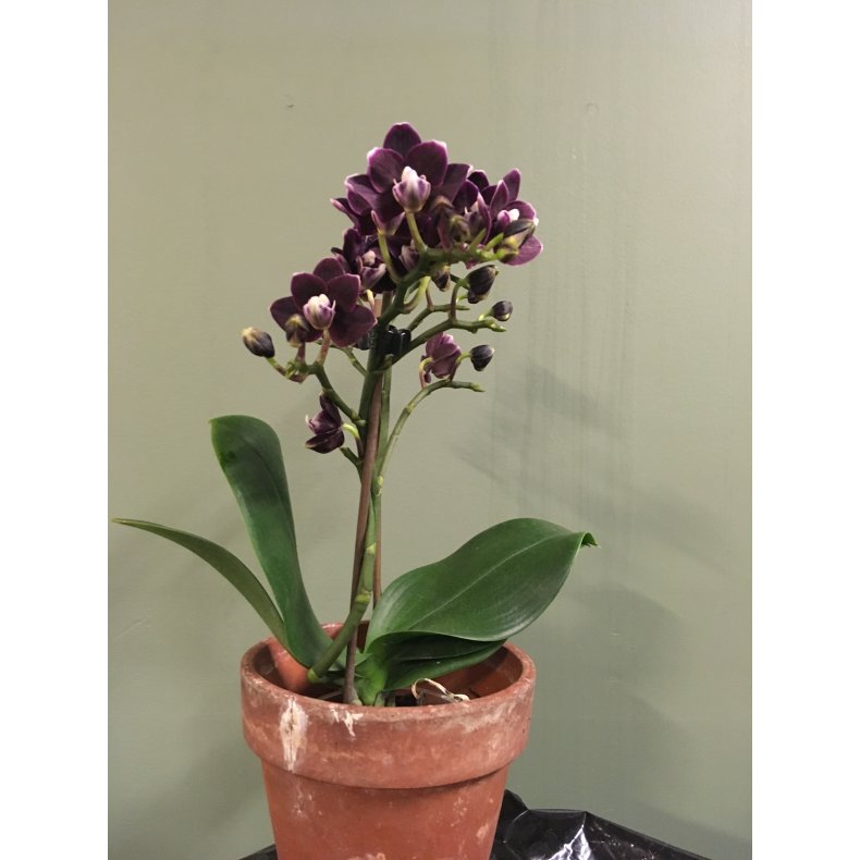 Phalaenopsis Sogo Viepearl