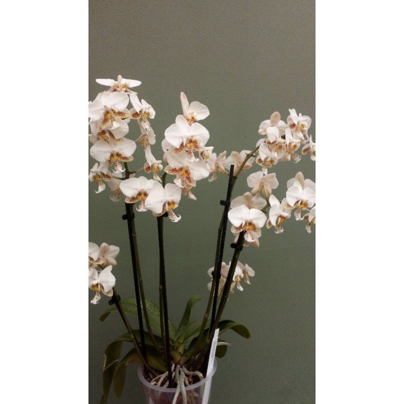 Phalaenopsis stuartiana 