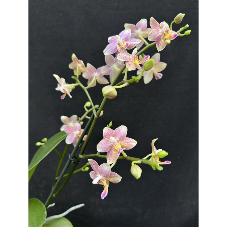 Phalaenopsis Sunny Smell