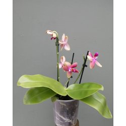 Phalaenopsis Sweet Memory 'Liodoro'