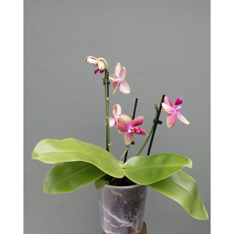 Phalaenopsis Sweet Memory 'Liodoro'