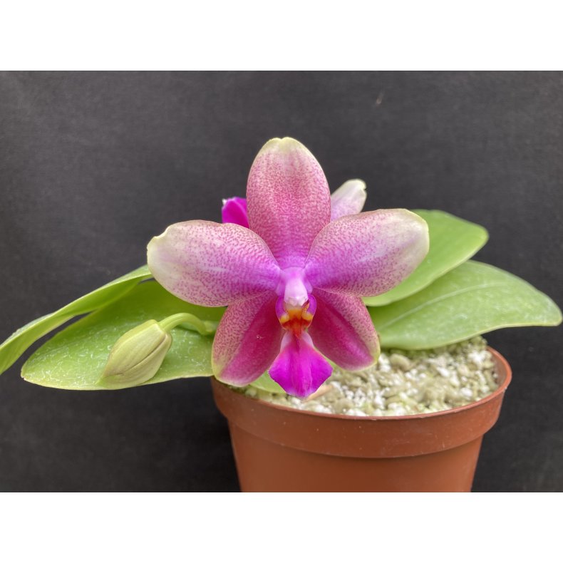 Phalaenopsis Sweet Memory 'Liodoro'