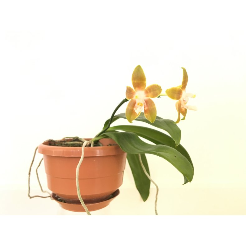 Phalaenopsis venosa