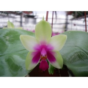 Phalaenopsis violacea 'Borneo'