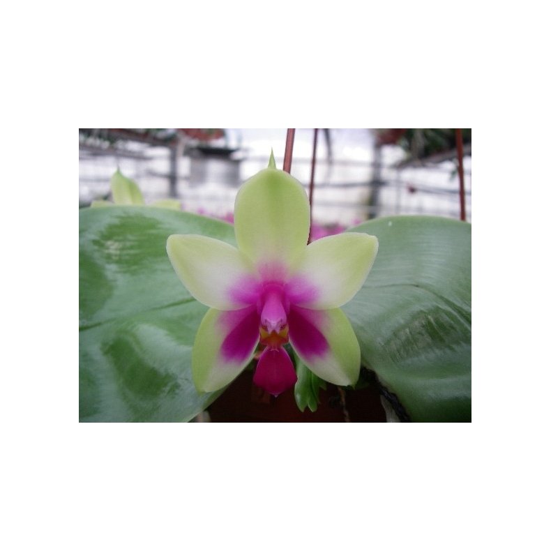 Phalaenopsis violacea 'Borneo'