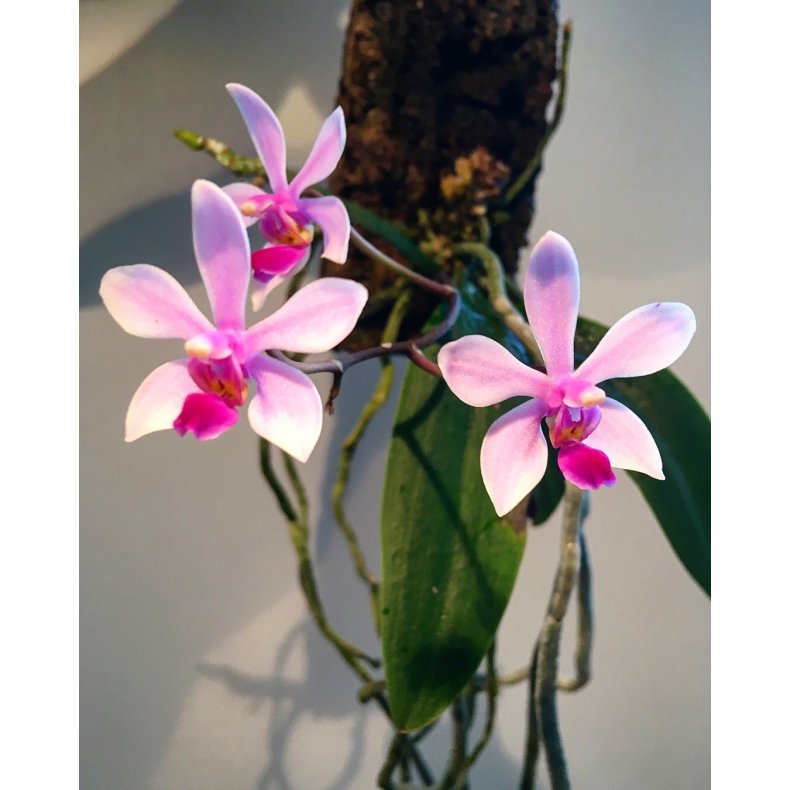 Phalaenopsis wilsonii
