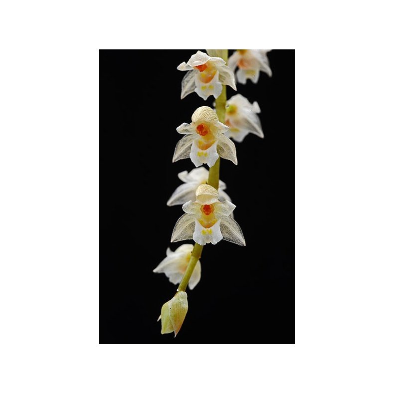 Pholidota chinensis