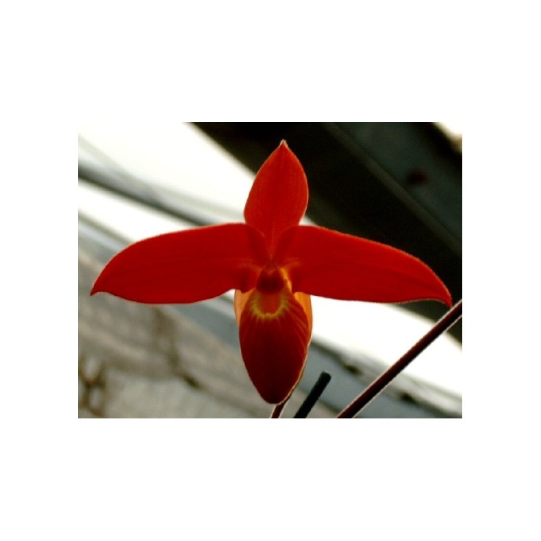 Phragmipedium besseae