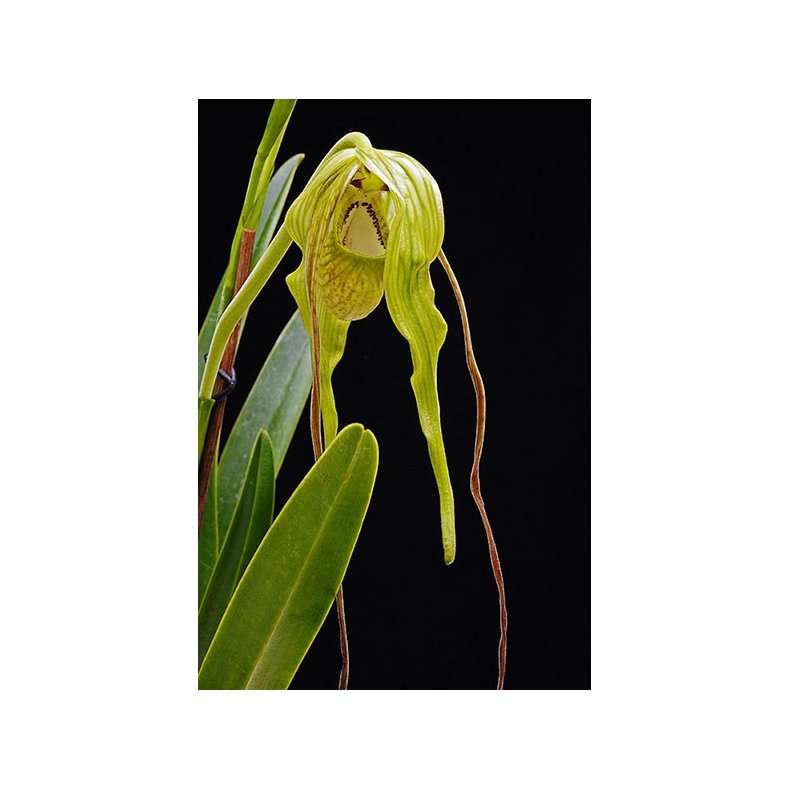 Phragmipedium caudatum