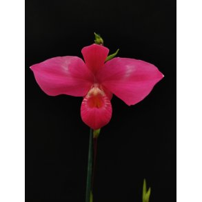 Phragmipedium Fritz Schomburg (besseae x kovachii)