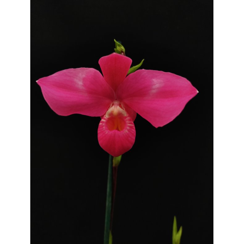 Phragmipedium Fritz Schomburg (besseae x kovachii)