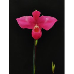 Phragmipedium Fritz Schomburg (besseae x kovachii)
