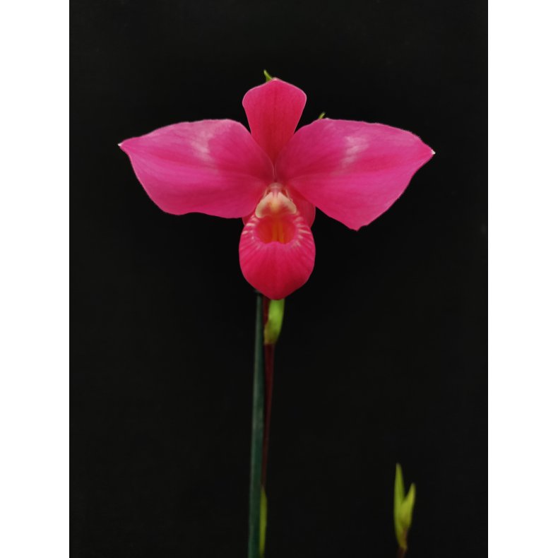 Phragmipedium Fritz Schomburg (besseae x kovachii)