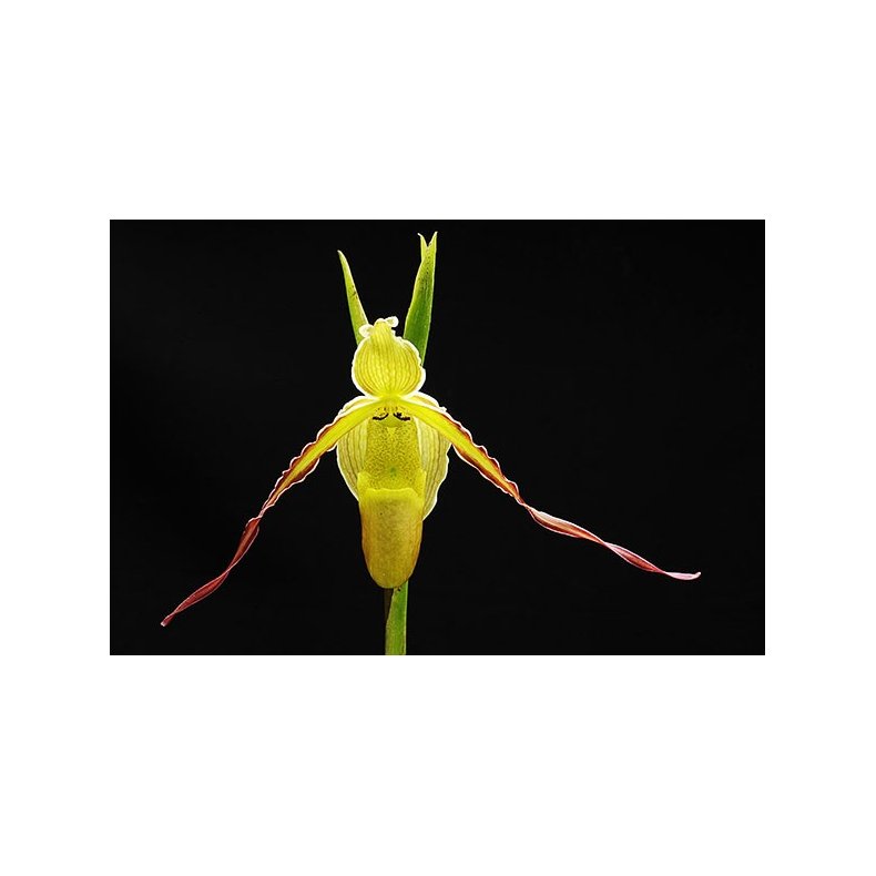 Phragmipedium longifolium 'compact'
