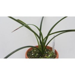 Phragmipedium pearcei