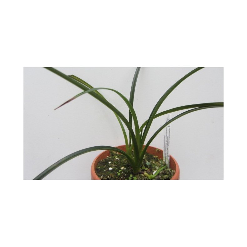 Phragmipedium pearcei