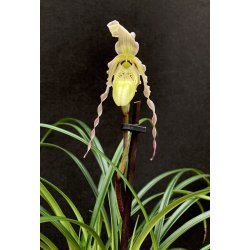Phragmipedium pearcei