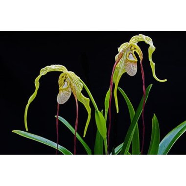 Phragmipedium