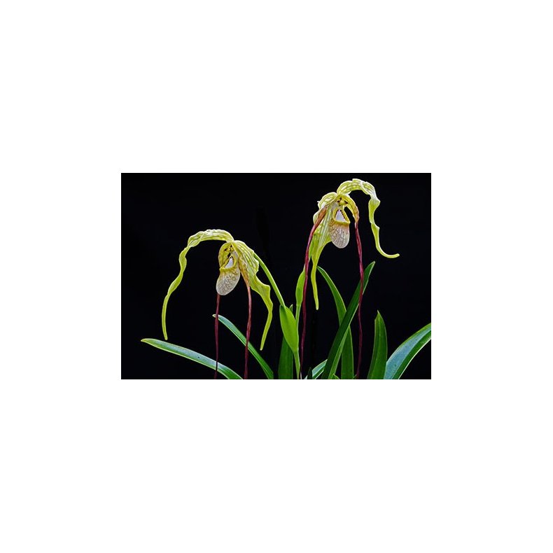 Phragmipedium wallisii