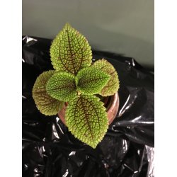Pilea involucrata