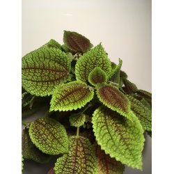Pilea involucrata