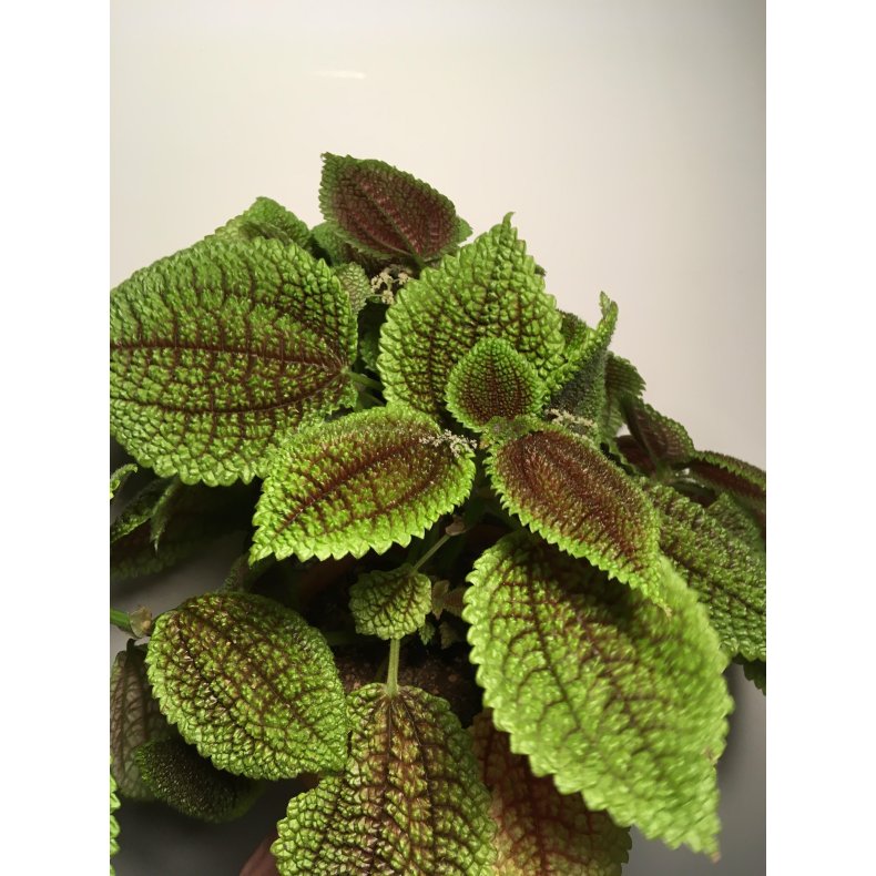 Pilea involucrata