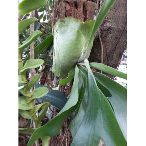 Platyderium bifurcatum