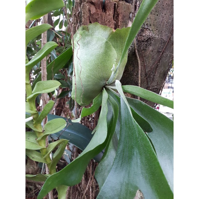 Platyderium bifurcatum
