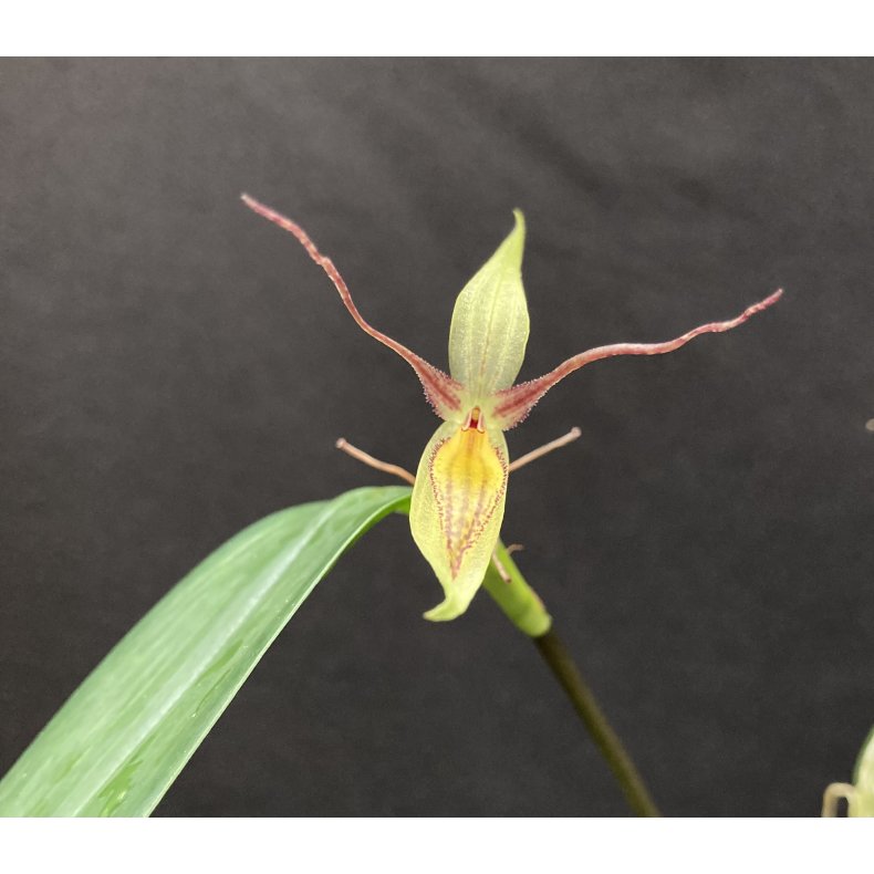 Pleurothallis hemirhoda