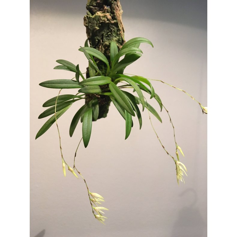 Pleurothallis linearifolia